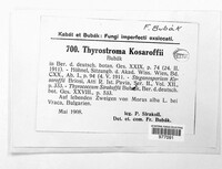 Image of Stigmina kosaroffii
